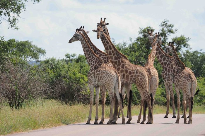 Kruger Safari Budget Fly-in From Cape Town