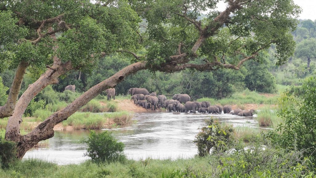 A herd of elephants gathers at a riverbank in a lush, green landscape. A large tree with curved branches frames the scene, providing partial cover. The background is filled with dense vegetation and distant trees.