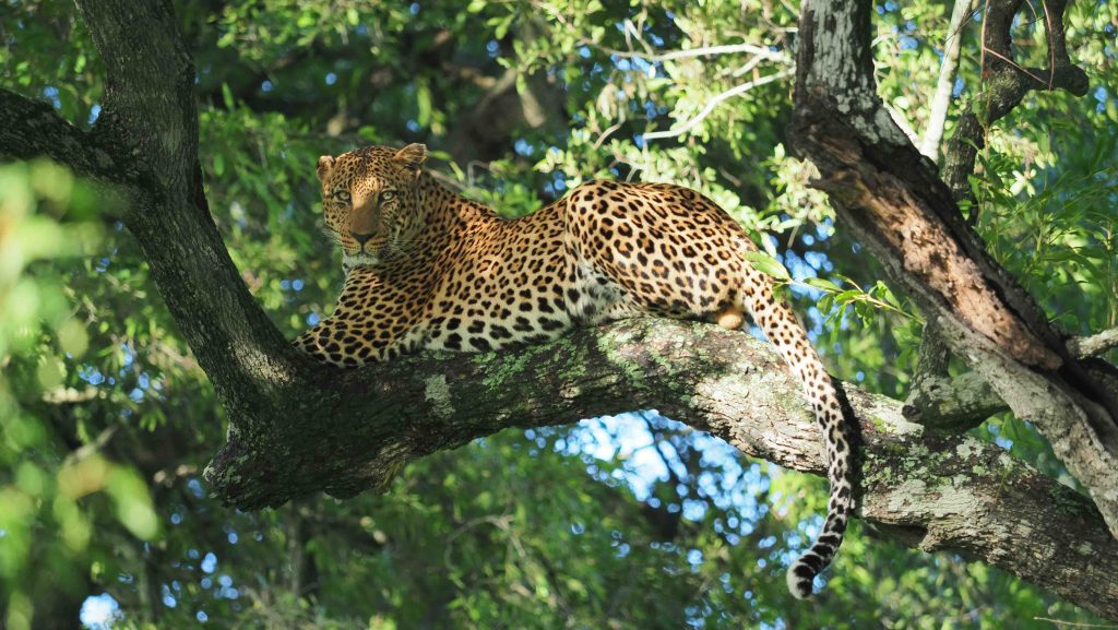 A leopard lounges on a tree branch, surrounded by lush green foliage. Sunlight filters through the leaves, highlighting the leopards distinctive spotted coat as it gazes attentively.