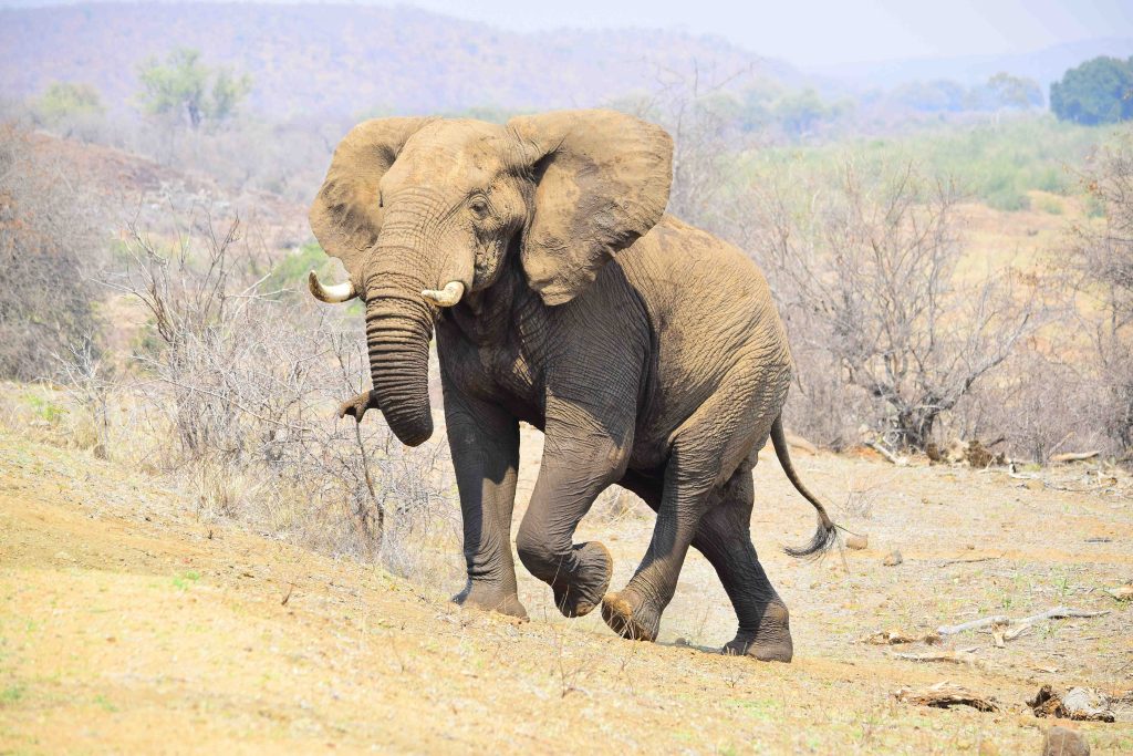 elephant walking