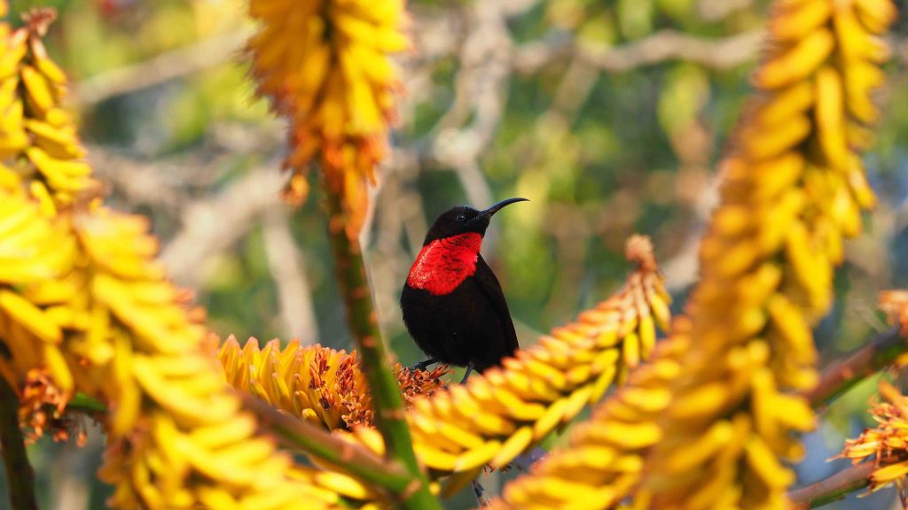 A small bird with a striking red throat and black body is perched among bright yellow flowers. The scene is vibrant, with a soft-focus background of greenery, highlighting the bird and the blossoms.