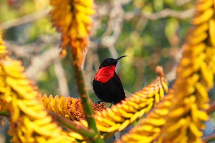 Kruger Safari Budget Fly-in From Cape Town