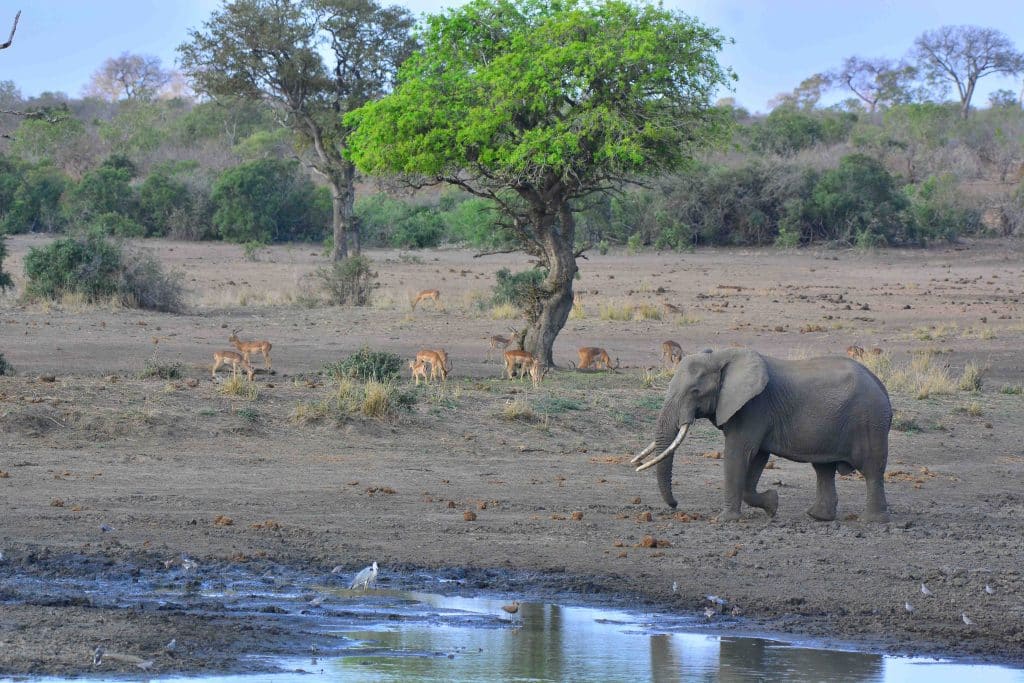 An elephant walks near a waterhole in a dry, grassy landscape. Several antelope are grazing in the background under scattered trees. The sky is clear and blue.