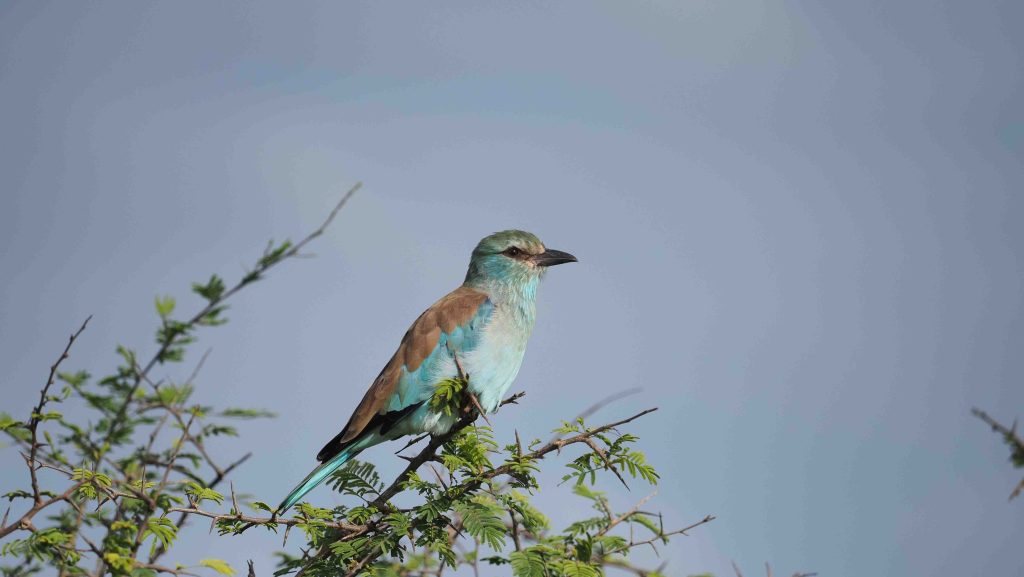 A vibrant blue and brown bird perches on the branch of a leafy tree against a clear blue sky.