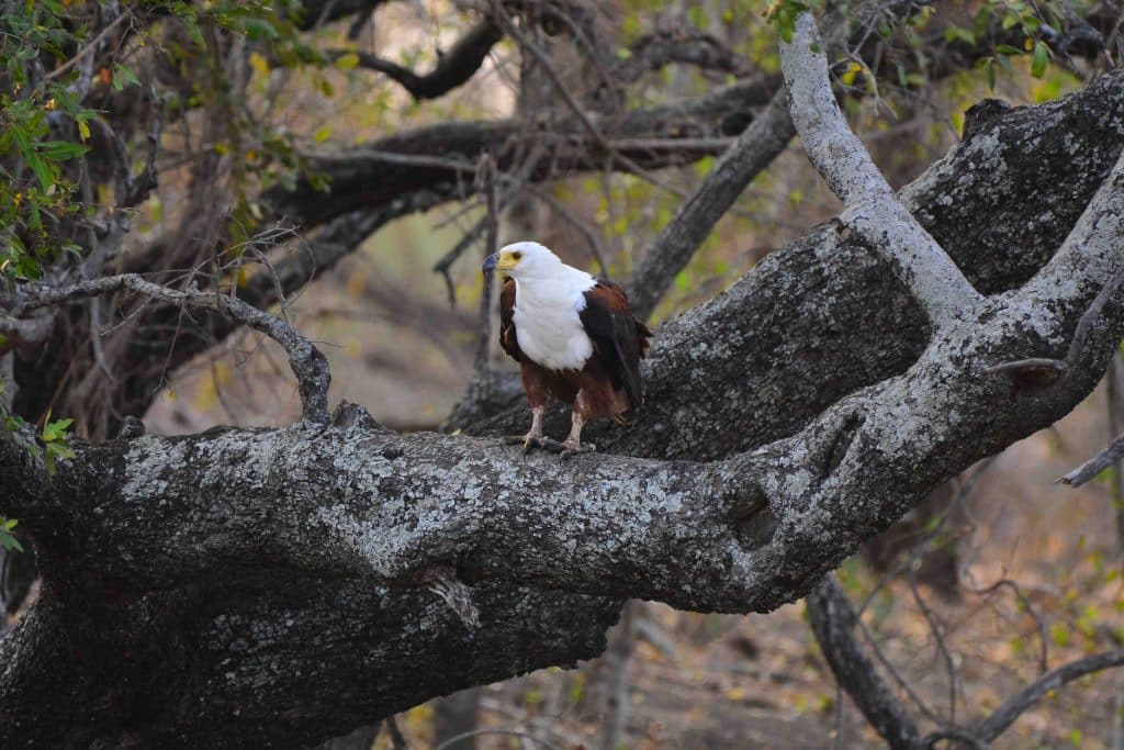 An African fish eagle perched on a large tree branch with twisting limbs, surrounded by green foliage in a wooded area. The bird has dark feathers and a striking white head and chest.