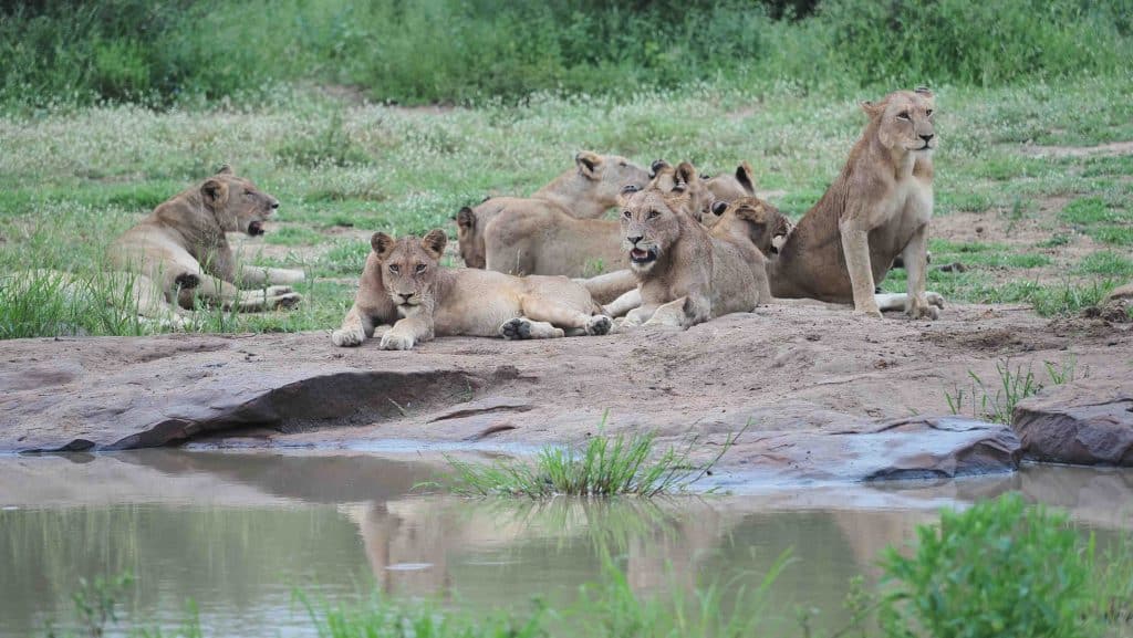 A group of lions resting near a waterhole in a grassy landscape. Some are lying down on the ground, while others sit, gazing around. The scene captures their natural habitat with greenery and tranquil water in the foreground.