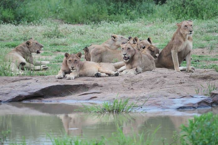 Kruger Safari Budget Fly-in