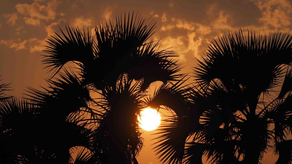 Silhouetted palm trees against a vibrant orange sunset sky, with the sun partially visible through the leaves. Fluffy clouds are scattered in the background, adding texture to the warm, tropical scene.