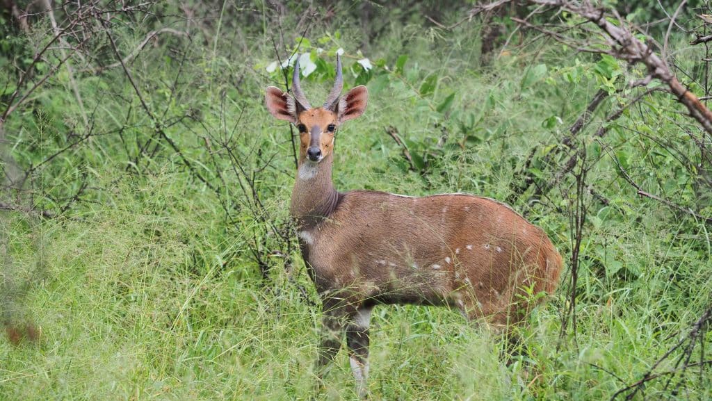 A young antelope stands amid tall green grass and shrubs in a forested area. It has short, straight horns, large ears, and a reddish-brown coat with white markings. The animal is looking directly at the camera.