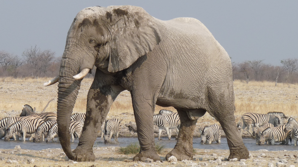 An elephant walks near a waterhole, where zebras are gathered in the background on a dry, grassy terrain under a clear sky.