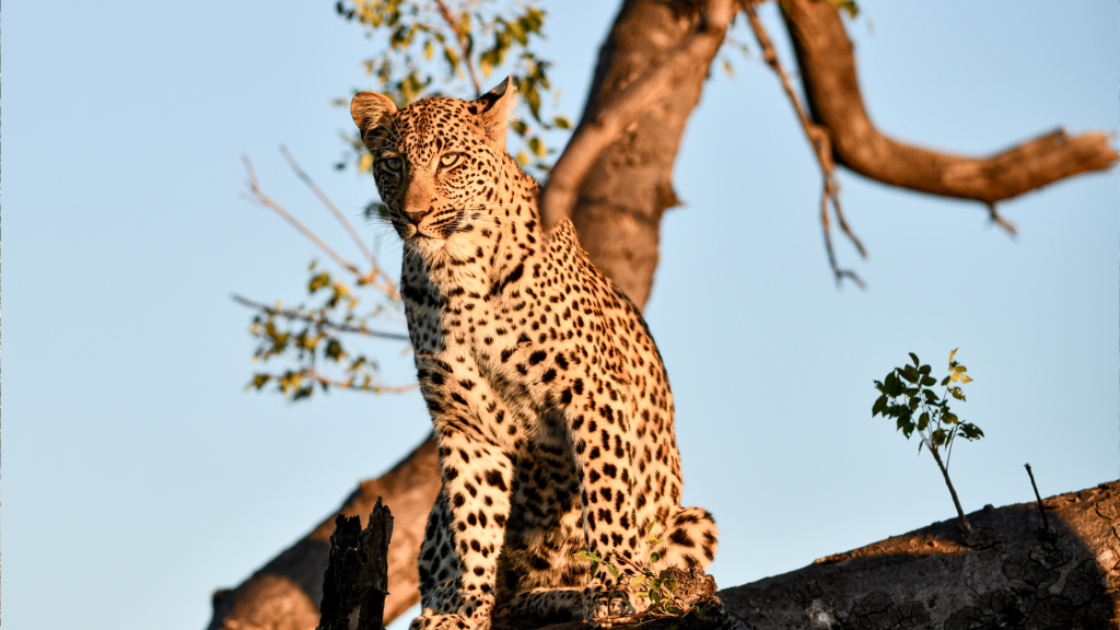 A leopard sits on a tree branch against a clear blue sky. Its spotted coat is illuminated by the warm sunlight. Small green leaves are visible on the branches. The leopard gazes intently into the distance.