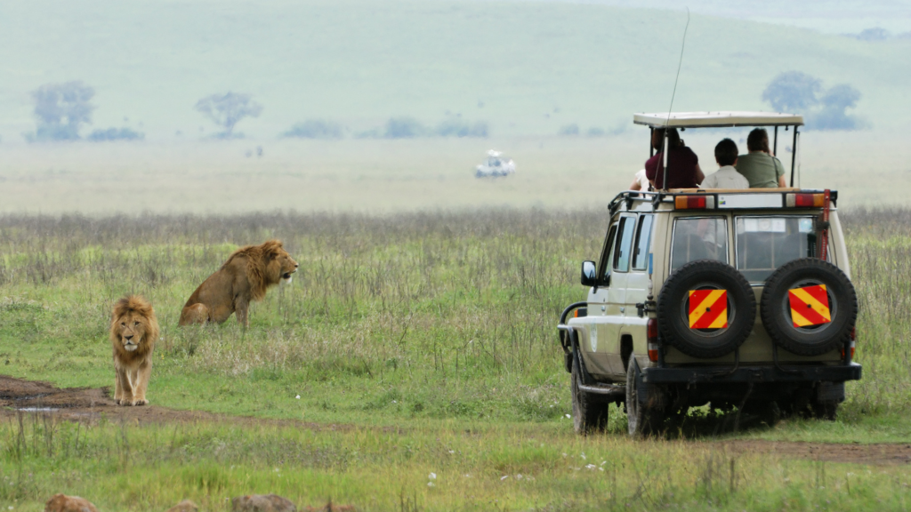 A safari vehicle with three passengers is parked in a grassy savannah observing two male lions. One lion sits while the other stands, both near the vehicle. The landscape is expansive with hills and trees in the distance.