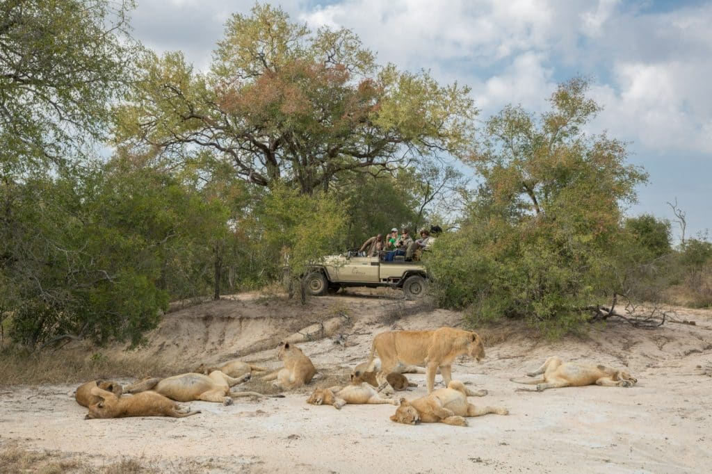 A group of lions rests on the sandy ground near dense trees, while a safari vehicle with tourists observes quietly in the background. The sky is partly cloudy, adding to the serene scene.