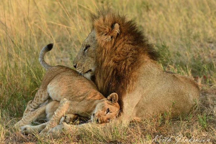 A male lion with a full mane sits in tall grass, while a playful lion cub nuzzles against his side. The scene is captured in warm, natural lighting, conveying a moment of affection in the wild.