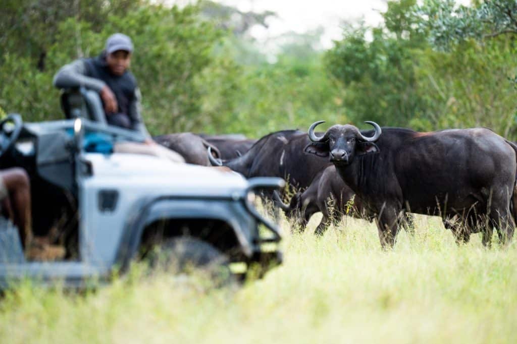 A group of buffalo grazes in tall grass near a safari vehicle. A person is seated in the vehicle, observing the animals against a backdrop of lush greenery. One buffalo is prominently facing the camera.