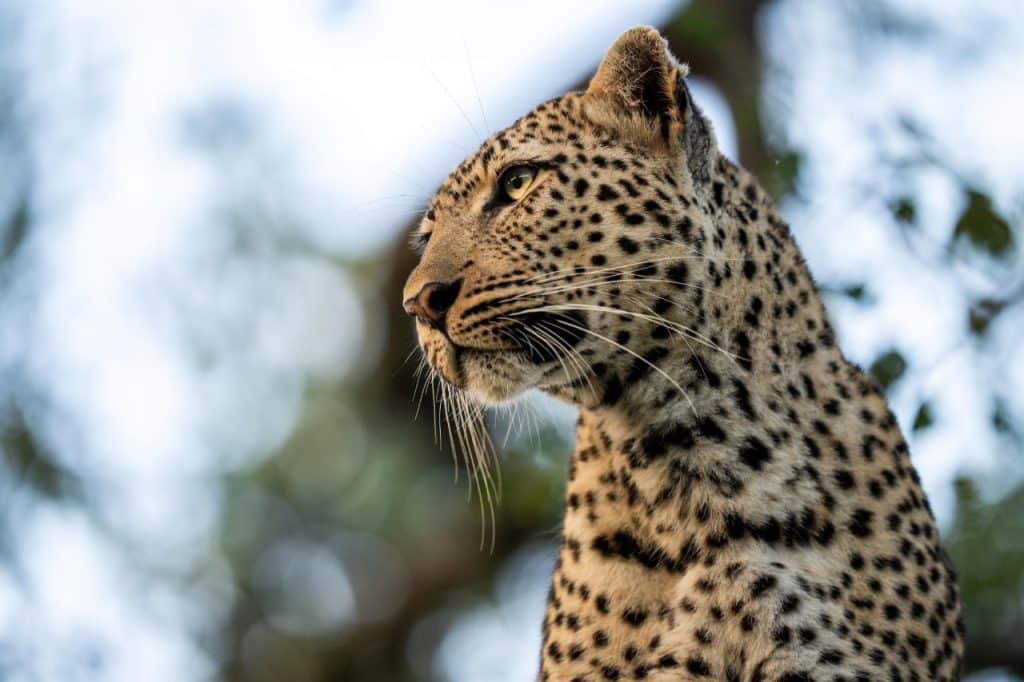 A leopard with distinct black spots stands alert, gazing to the side amidst a blurred background of greenery and blue sky.