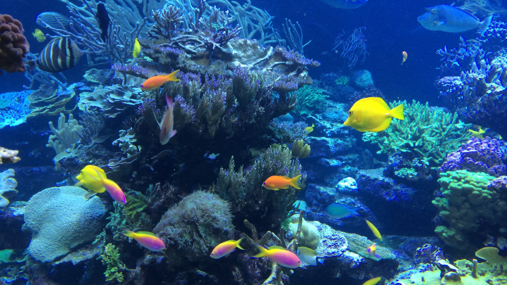 A vibrant underwater scene featuring colorful coral and various fish. Bright yellow, pink, and orange fish swim among the corals and sea plants, set against a deep blue background.