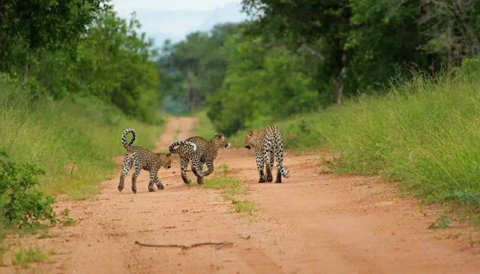 Leopards, Kruger National Park