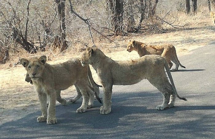 A group of four lions stand on a paved road surrounded by dry grass and leafless trees, appearing calm and alert. The scenery suggests an arid, natural habitat.