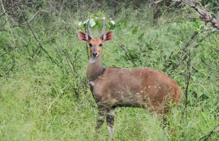 A young antelope stands amid tall green grass and shrubs in a forested area. It has short, straight horns, large ears, and a reddish-brown coat with white markings. The animal is looking directly at the camera.