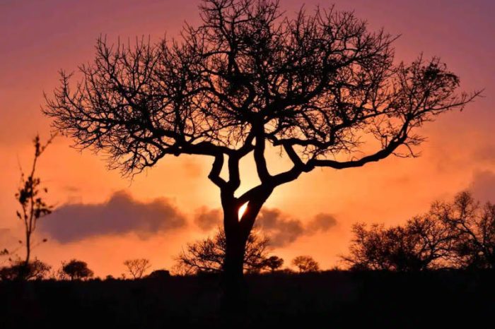 A silhouetted tree stands against a vibrant sunset backdrop, with hues of orange, pink, and purple filling the sky. Other tree silhouettes are visible in the background, creating a serene and picturesque landscape.