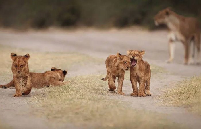 Cub Kruger Safari