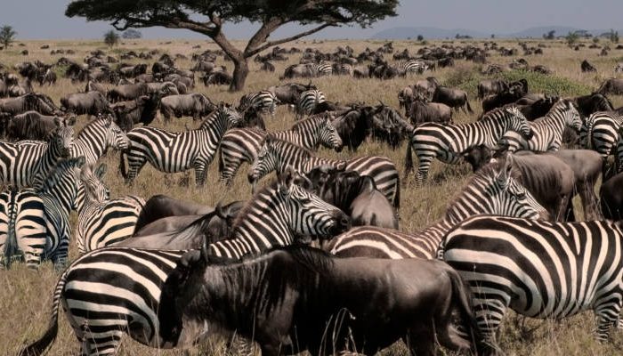 A large group of zebras and wildebeests gather in a grassy savannah. In the background, a lone acacia tree stands under a clear blue sky. The landscape stretches to distant hills, capturing a typical African wildlife scene.