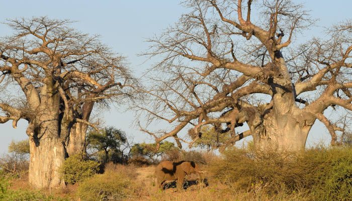 An elephant walking amidst tall baobab trees in a savannah landscape under a clear blue sky. The scene is bathed in warm sunlight, highlighting the texture of the tree trunks and the earthy hues of the brush.