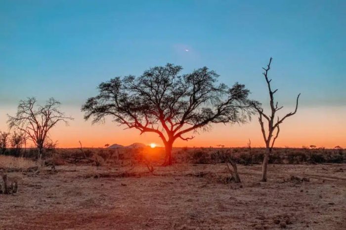 A scenic view of an African savanna at sunset. The sun is setting on the horizon, casting an orange glow across the sky and landscape. Silhouettes of acacia trees stand in the foreground against the vibrant sky.