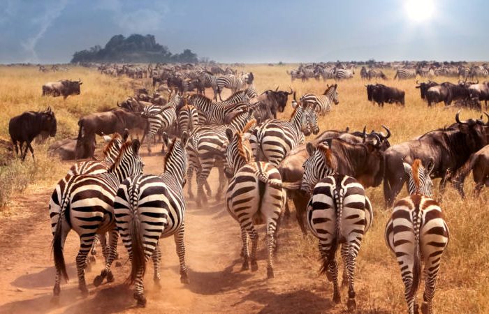 A herd of zebras and wildebeests runs across a sunlit savannah, raising dust. The landscape is grassy, with a small hill in the distance under a blue sky, partially covered by clouds with the sun shining through.