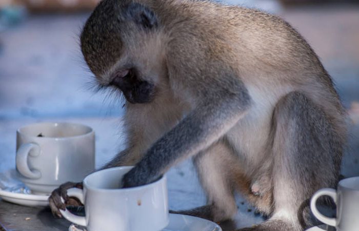 A vervet monkey is sitting at a table, reaching into a white teacup with its hand. Another teacup and saucer are nearby. The setting appears casual and outdoor.