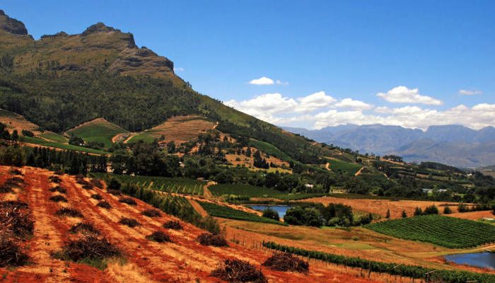 beautiful landscape with vineyard (South Africa)