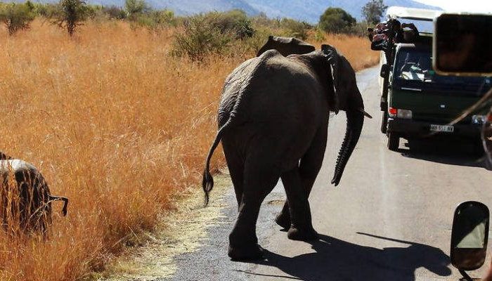 Pilanesberg National Park Safari Open Vehicle-Africa Moja Tours