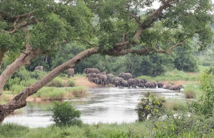 A herd of elephants gathers at a riverbank in a lush, green landscape. A large tree with curved branches frames the scene, providing partial cover. The background is filled with dense vegetation and distant trees.