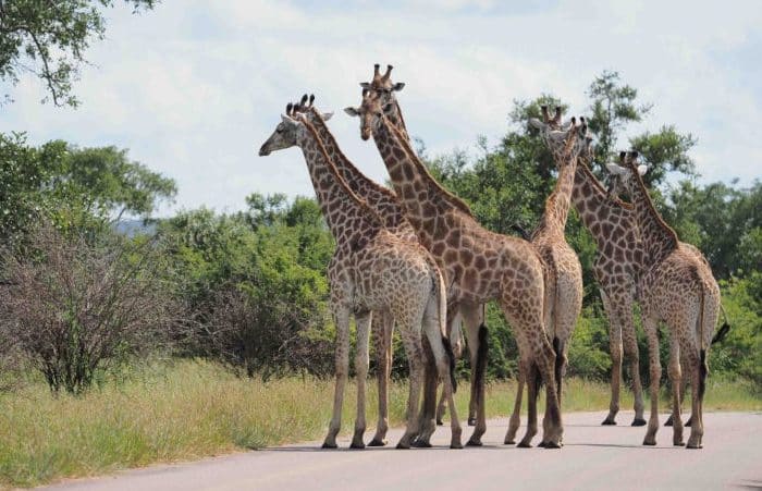 A group of six giraffes stands and walks on a paved road surrounded by lush greenery and trees under a partly cloudy sky.