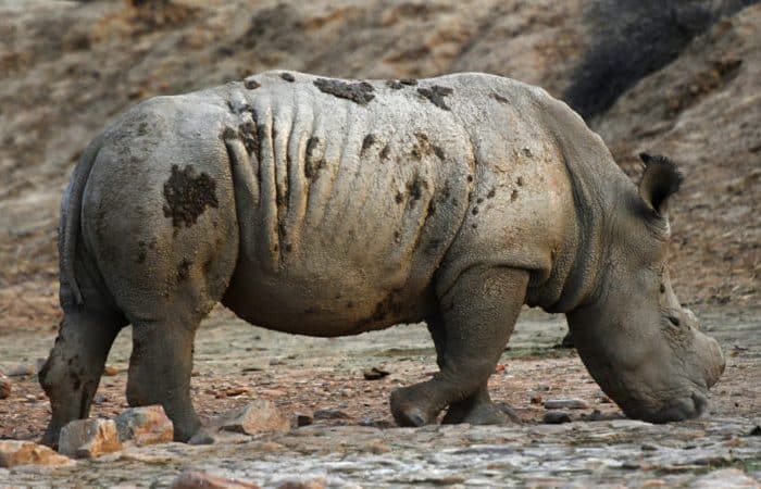 A lone rhino with a muddy, textured hide walks across a dry, rocky terrain. The background is barren and dusty, reflecting an arid environment.