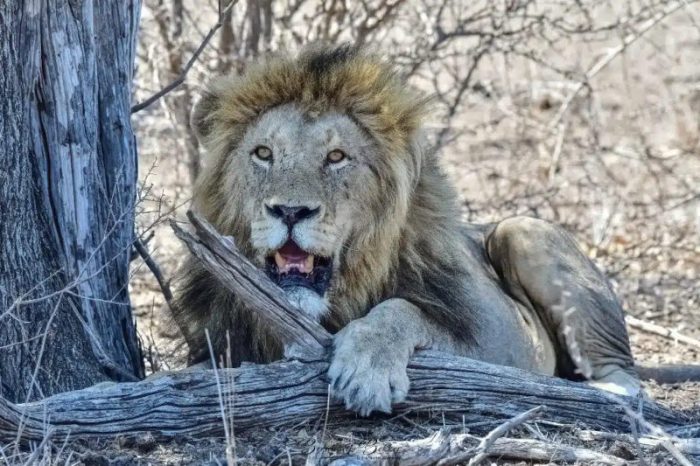 A majestic lion rests by a tree, its mane highlighting its features. The lions open mouth reveals its teeth as it gazes ahead. Dry brushwood and the African savanna landscape surround it, creating an authentic wild habitat setting.