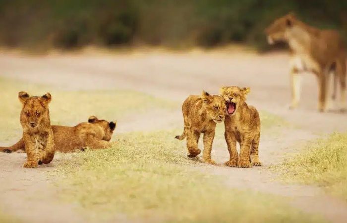 Three lion cubs play on a dirt path while a fourth lounges nearby. In the background, an adult lioness stands watchfully. The scene is set in a grassy landscape.