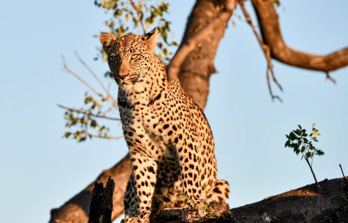 A leopard sits on a tree branch against a clear blue sky. Its spotted coat is illuminated by the warm sunlight. Small green leaves are visible on the branches. The leopard gazes intently into the distance.