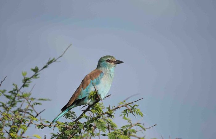 A vibrant blue and brown bird perches on the branch of a leafy tree against a clear blue sky.