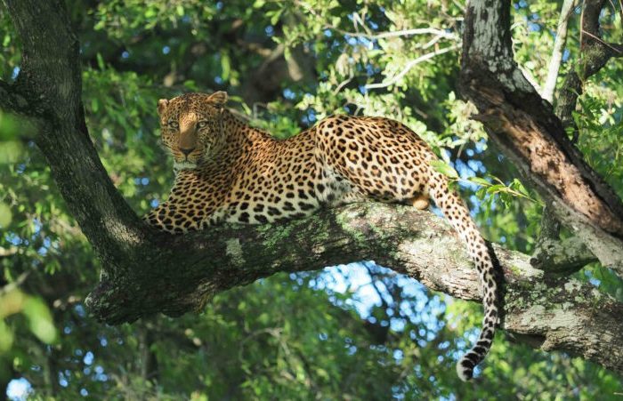 A leopard lounges on a tree branch, surrounded by lush green foliage. Sunlight filters through the leaves, highlighting the leopards distinctive spotted coat as it gazes attentively.