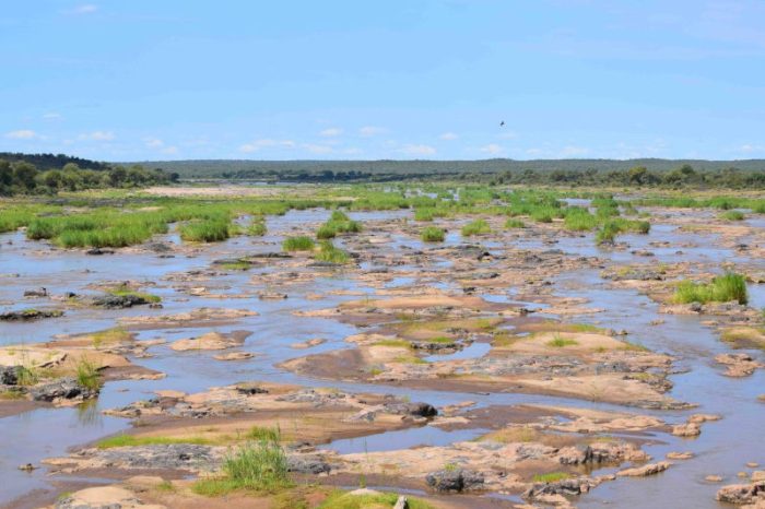 A scenic view of a shallow riverbed with scattered rocks and patches of green vegetation. The horizon features a distant tree line under a bright blue sky with scattered clouds.