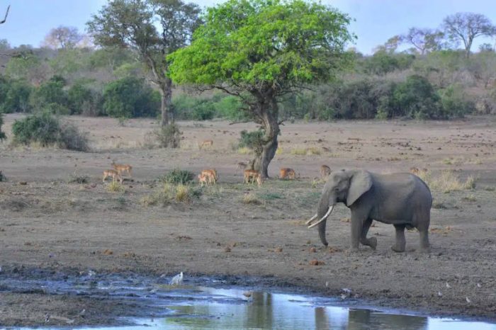 An elephant walks near a waterhole in a dry, grassy landscape. Several antelope are grazing in the background under scattered trees. The sky is clear and blue.