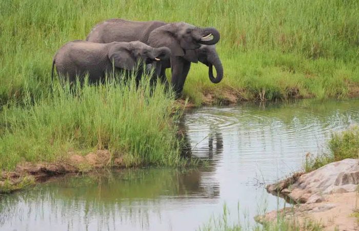 Three elephants standing by the edge of a grassy waterhole, with two drinking water and one using its trunk to spray water, surrounded by lush green vegetation.