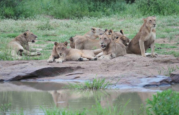 A group of lions resting near a waterhole in a grassy landscape. Some are lying down on the ground, while others sit, gazing around. The scene captures their natural habitat with greenery and tranquil water in the foreground.