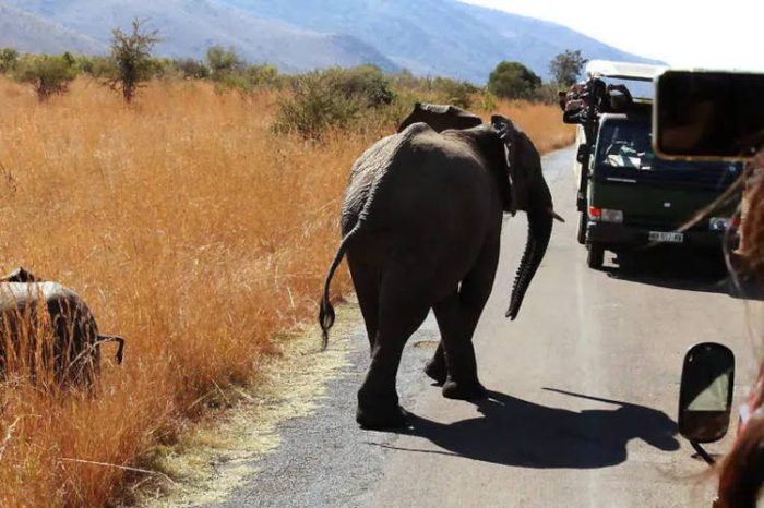 An elephant walks down a road in a savannah, accompanied by a safari vehicle full of tourists taking photos. Dry grass and distant hills are visible under clear skies.