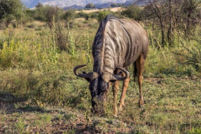 Blue wildebeest, Pilanesberg National Park