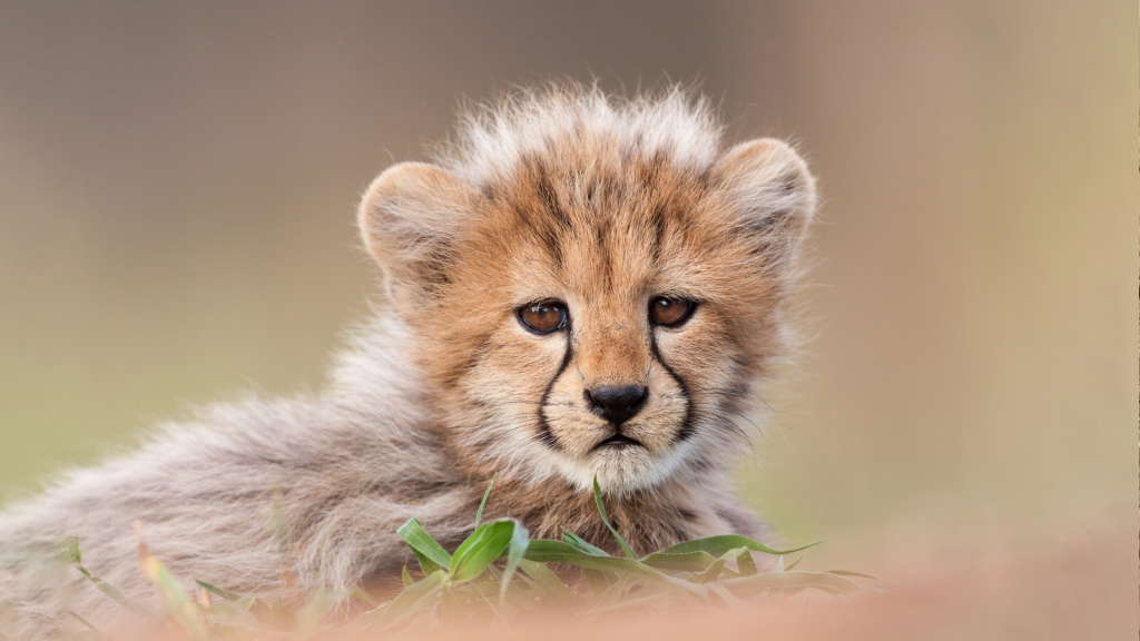 10 Day Johannesburg, Kruger and Cape Town Tour