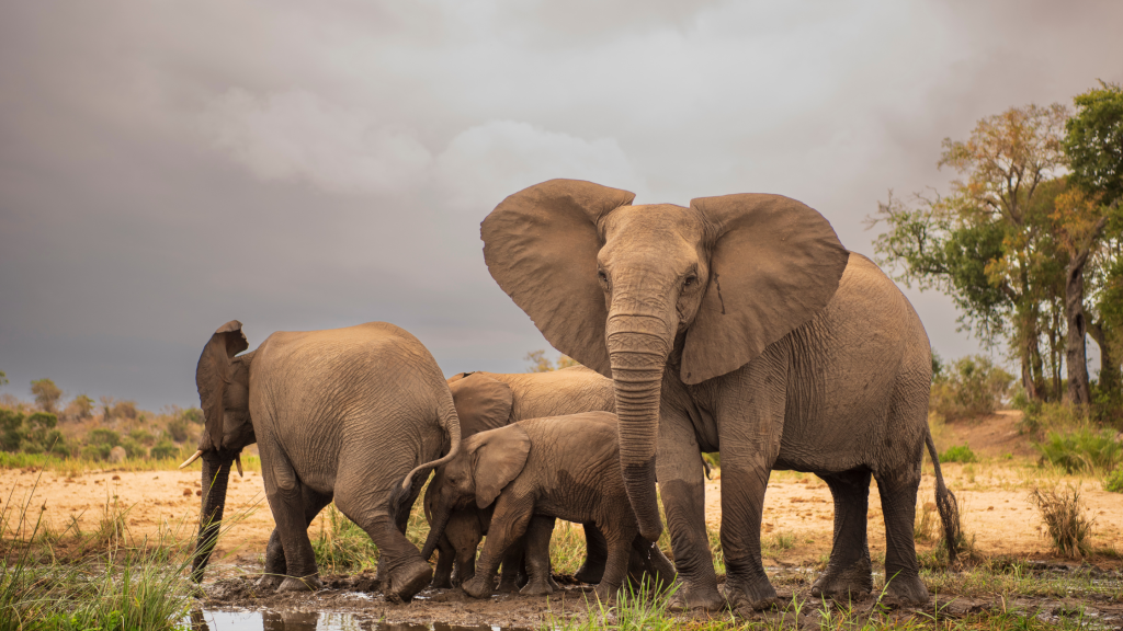 12 Day Johannesburg, Namibia, Vic Falls, Kruger Park & Cape Town