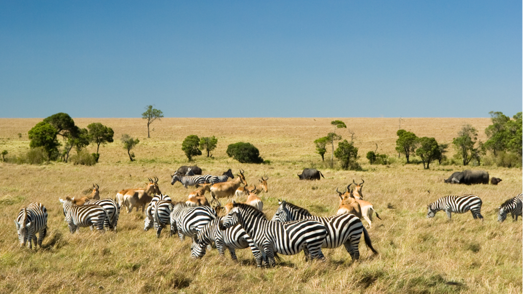 2 Day Maasai Mara Safari from Nairobi
